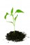 ist2_3181669-new-life