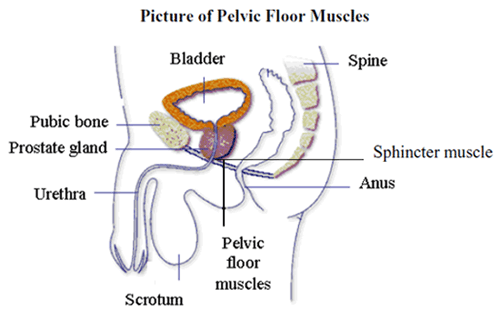 Pelvic_Floor_Muscles